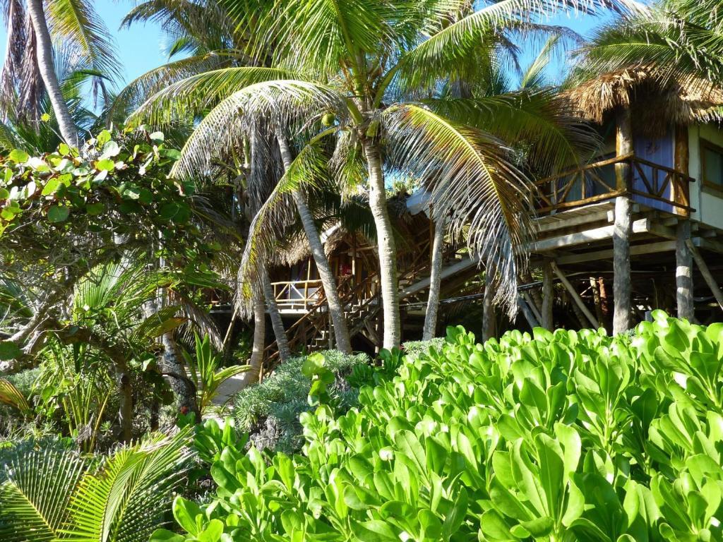 Amoreira Tulum