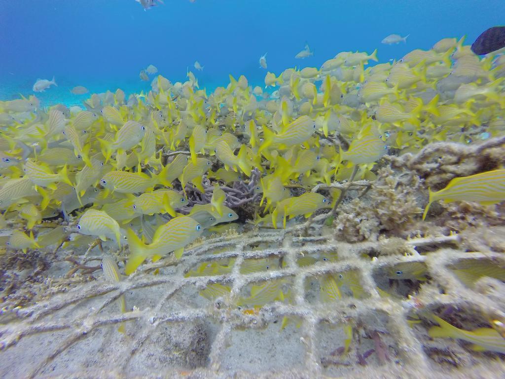 Mima's Village Cozumel