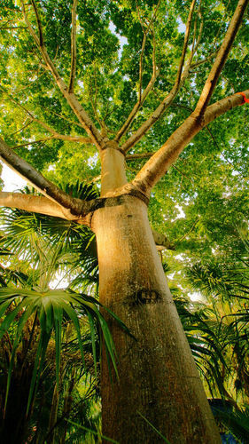 Dos Ceibas Tulum - Massage & Yoga Inclusive