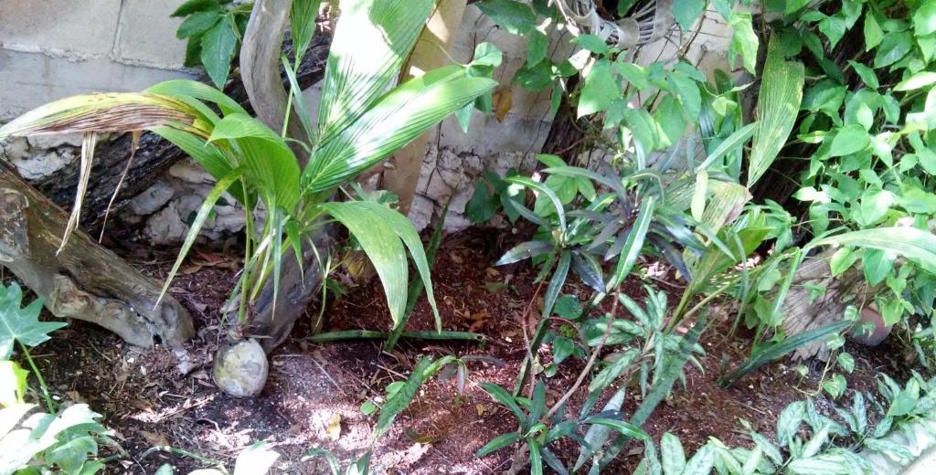 Hotel Casitas Kinsol 2*
