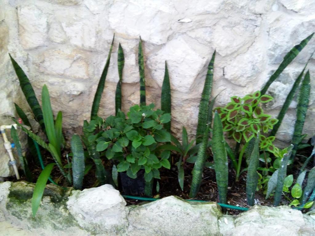 Casitas Kinsol