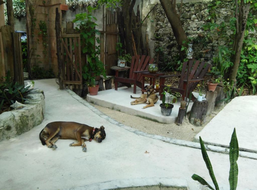 Casitas Kinsol Hotel