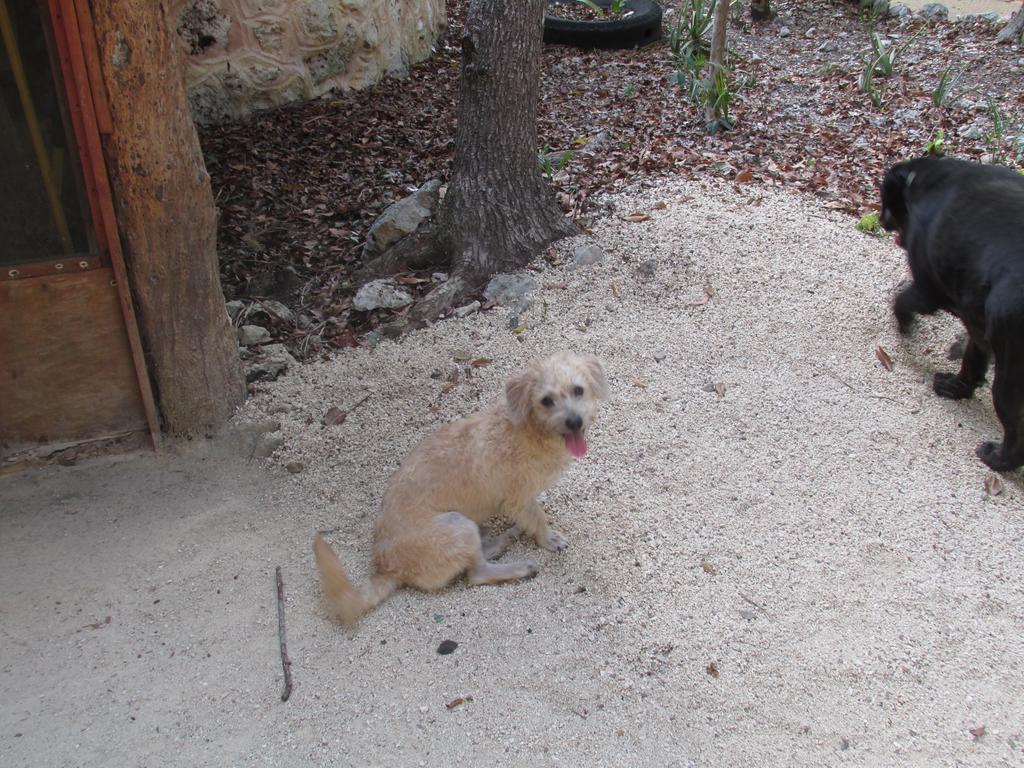 Bed & Breakfast Organic Yoga Mexico *
