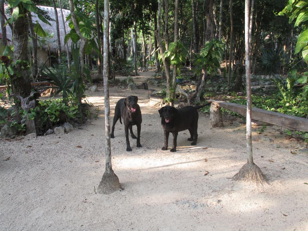 Organic Yoga Mexico Bed & Breakfast *