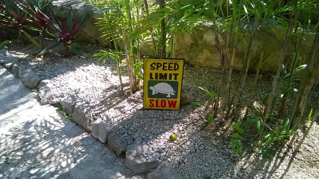 Casa De Tortugas I Tour Akumal