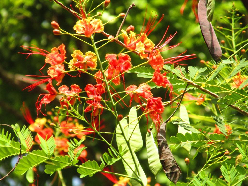 Organic Yoga Mexico Bed & Breakfast *