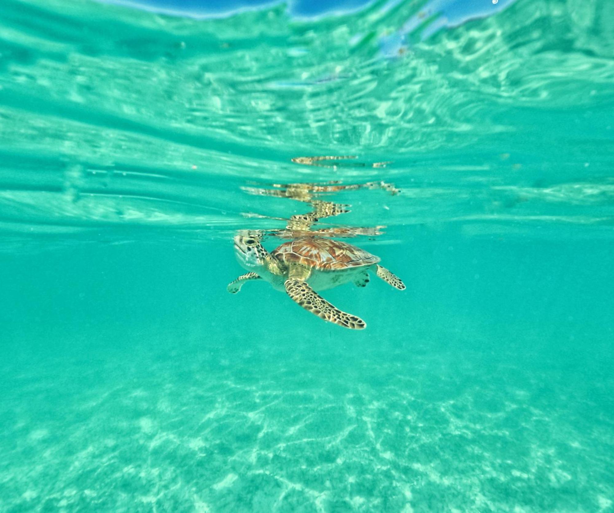 Nado Con Tortugas Marinas En