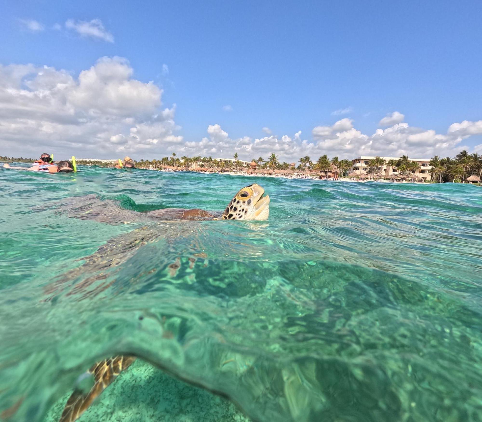 Nado Con Tortugas Marinas En Luxury tent