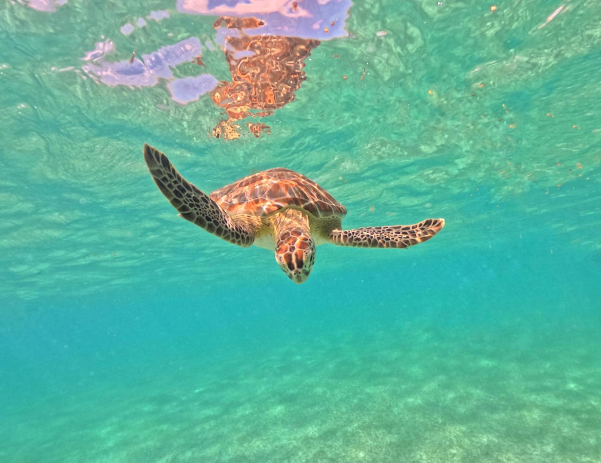 Nado Con Tortugas Marinas En Luxury tent Akumal