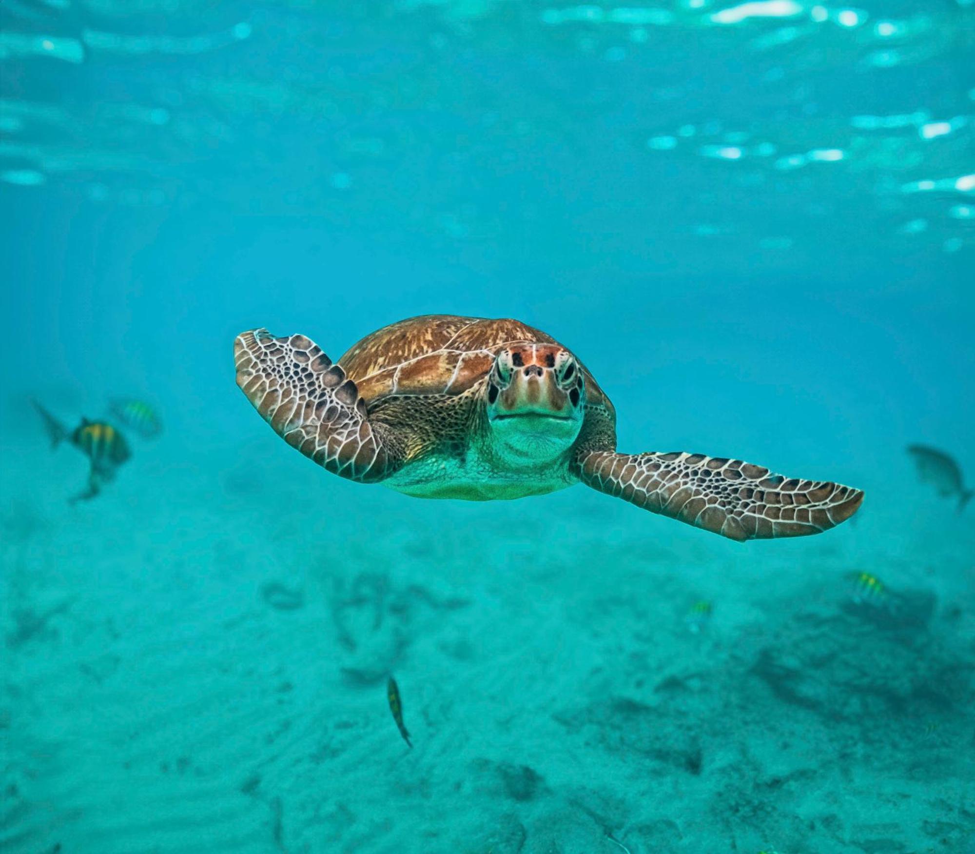 Nado Con Tortugas Marinas En Luxury tent *