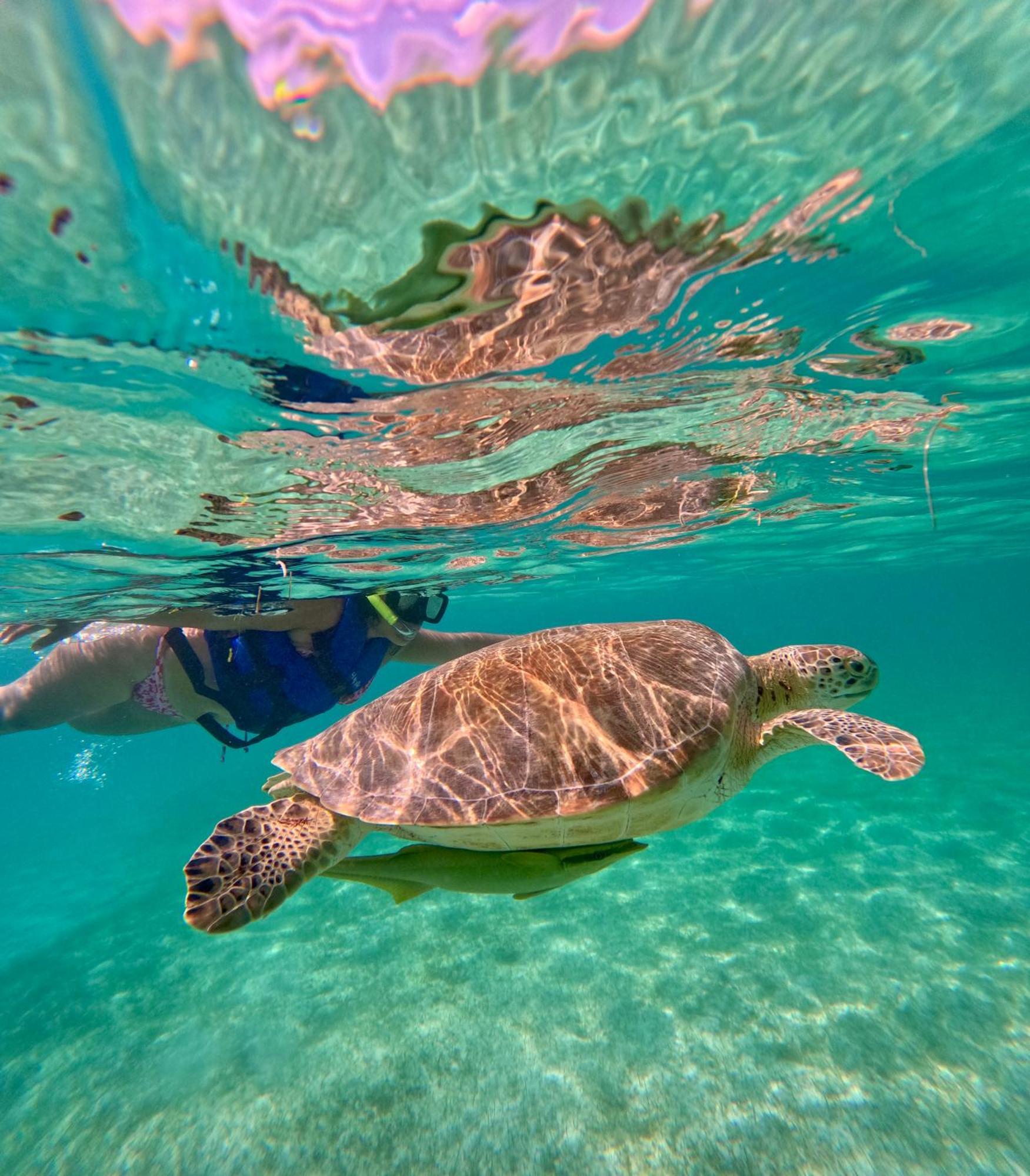 Nado Con Tortugas Marinas En *