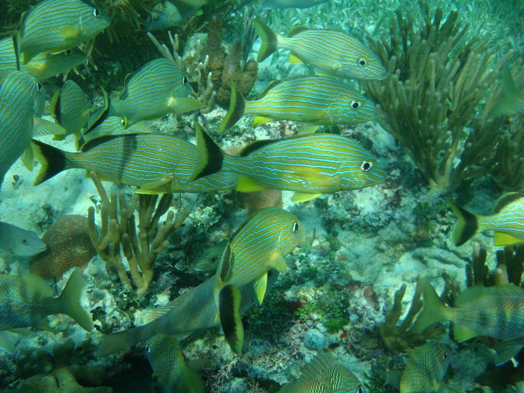Rancho Sakol Puerto Morelos