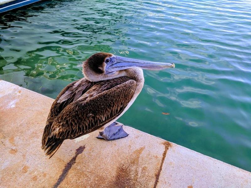 Bahia Principe & Golf Residences