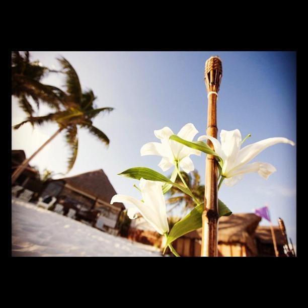 Casa Violeta 3* Tulum